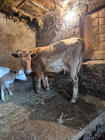 doberman balası: 12 litir bulama verir 3 qarına doğub 5 gündü doğub balası dişdi — 2