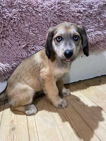 lalafo heyvanlar: 2 ay, Dişi, Peyvəndli — 2