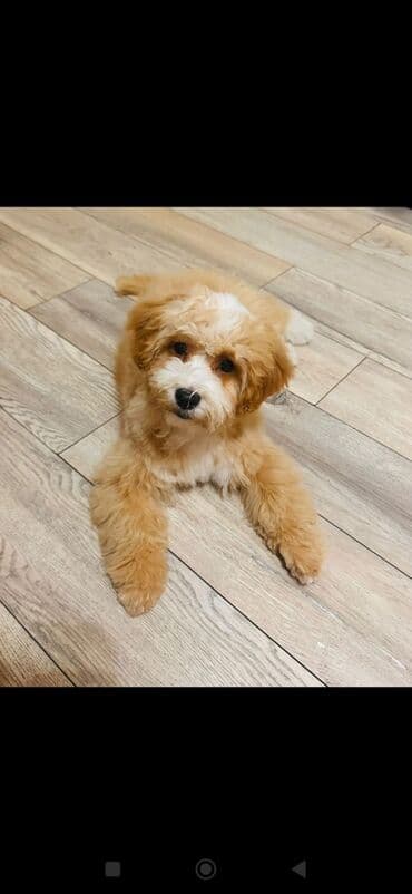 отдам в добрые руки: 6 ay, Erkek, Peyvəndli — 1