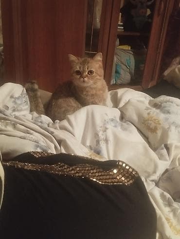 pulsuz pisik: Cins gözəlliyi ilə seçilən ev pişiyi - Qısa burunlu, yumru üzlü — 5