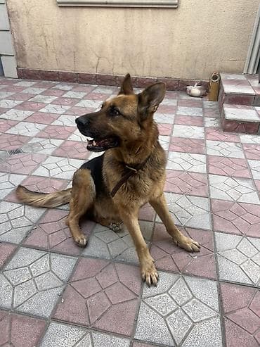 Alman çoban iti – zəkalı və itaətkar cins - Cins: Alman çoban iti lalafo.az -da Alman çoban iti – zəkalı və itaətkar cins - Cins: Alman çoban iti