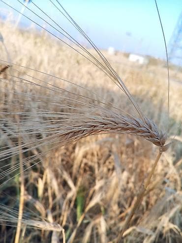 сад: Heyvan yemi arpa satılır.Şamaxıda qara torpaqda yetişmiş yüksək — 2