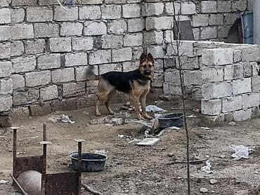 canavara oxsayan it: Alman çoban iti, Peyvəndli — 6