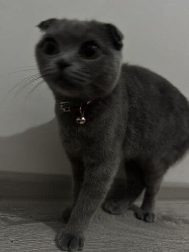 şotland pişik: Şotland yastı qulaq — 1