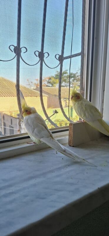 Hyundai: ❗️❗️❗️Təcili Satılır❗️❗️❗️. Məhsul: Hazır cüt Lutino korella — 2