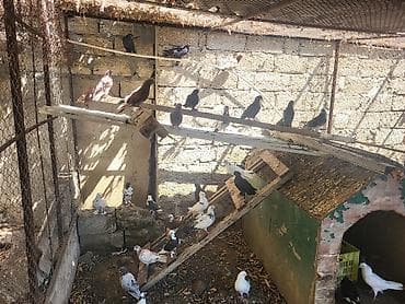 quş xana: Tutulma goyercinlerdi coxsu - Bir təsərrüfat qəfəsində saxlanılan — 1
