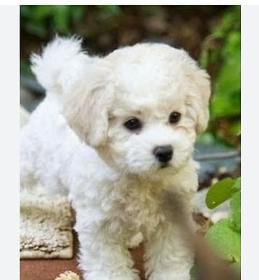 qusarda inek satilir: Bişon Frize — 3