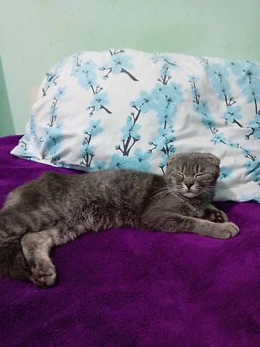 pisik şekilleri: Şotland — 2