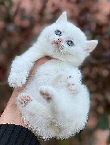 zvanok balasi: Scotiş balasi Dişi axrinci galibdi 
real aliciya endirim olunacag — 5