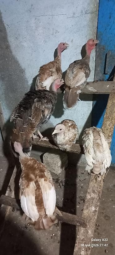 it damları: 3 aylıq Red Buorbun ətlik sort hind quşları.Bu sort hinduşqaların — 2