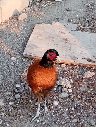 geref quşu: Esil Qafqaz qirqovulu unvan Gence basqa nov wirqovularda var keklik — 7