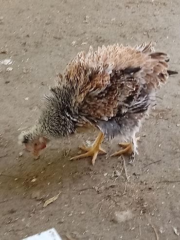 ayam serama: Toyuq, Damazlıq — 4