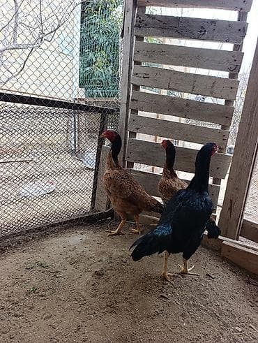 Keçilər, çəpişlər: Toyuq, Damazlıq — 2