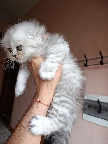 Şotland
