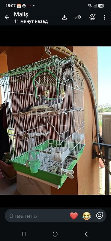 quş: Nimfa (Cockatiel) quşu və qəfəs dəsti - Növ: Nimfa (Cockatiel) – boz — 1