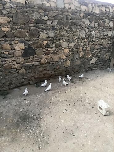 qızıl quş: 7qus 40bal gel apar tergipme — 1