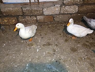 kayuqa ördəyi: Toyuq, Damazlıq — 4