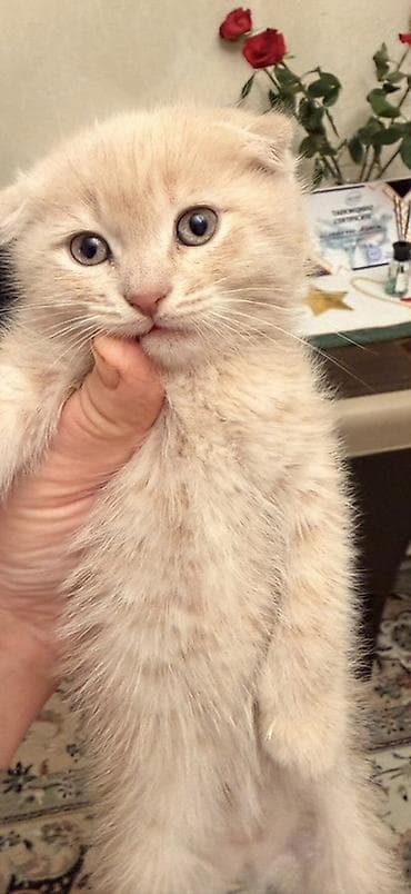 ev heyvan: Şotland — 1