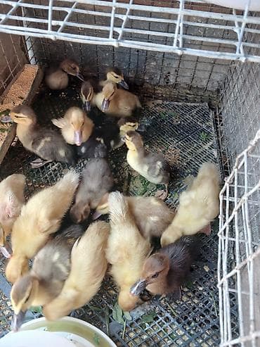 cuce gence: 2 si birlikdə yatanların bu gün çıxım günüdü - Cins: Muscovy — 5