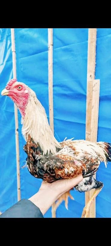 pişik cins: Cavan çal beçə tezə bana duşur cavan heyvandi saglamdi təmiz cinsdi — 2