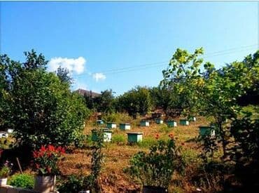 Arı ailələrinin satışı.karnika sortudu,anaları yenidi lalafo.az -da Arı ailələrinin satışı.karnika sortudu,anaları yenidi