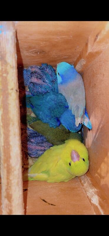 клетка для попугаев: Forpus (cırtdan papuqay) balası - Növ: Forpus – kiçik ölçülü, çox — 1