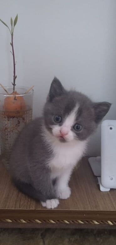 erkek pişik: Şotland, Erkək, Yaxşı əllərə, Ünvandan götürmə — 2