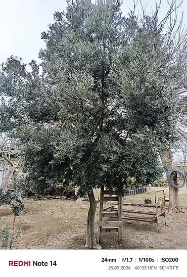 BÖYÜK ENDİRİM❗️Zeytun ağacı – iri, sıx yarpaqlı tac, dekorativ