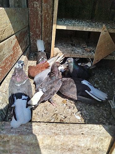 quşlar goyərcin: Məhsul: Ev göyərçinləri (qrup şəklində) Təsvir: - Şəkillərdəki — 4