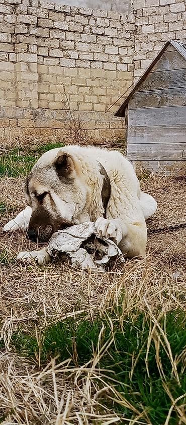 kangal iti satisi: Kanqal, 2 il — 10