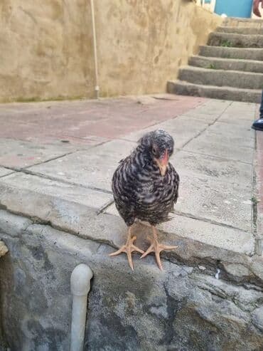 Toyuq cücələri, Damazlıq — 5