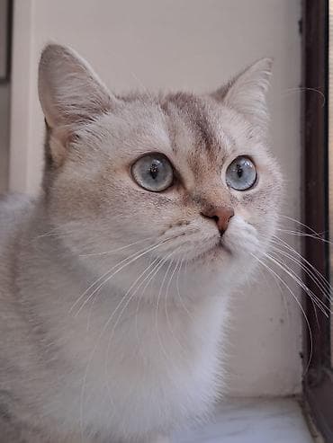 imisli yemi: Britan, Dişi, Yaxşı əllərə, Ünvandan götürmə, Ödənişli çatdırılma — 1