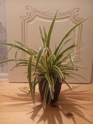 куплю комнатные растения: Gül6m — 6