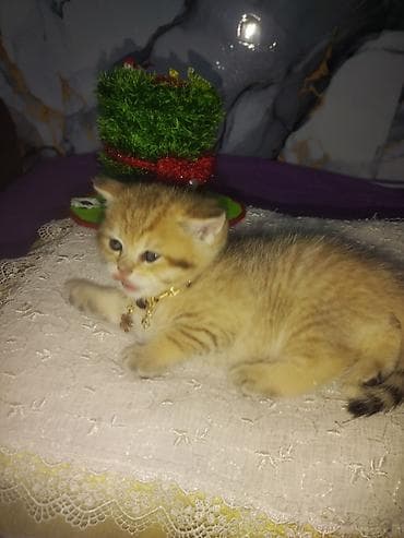 tovuz quwu: Britan — 4