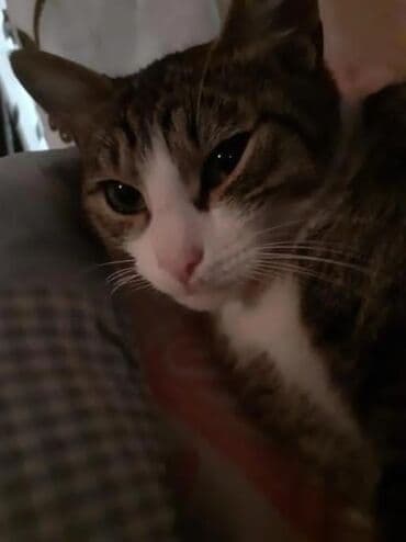 объявление о продаже собаки: Dişi, Yaxşı əllərə — 3