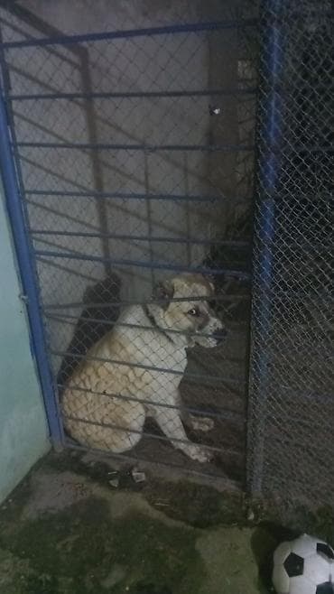 it üçün qəfəs: İt üçün metal qəfəs/kurtka - Material: möhkəm metal karkas, sıx — 3