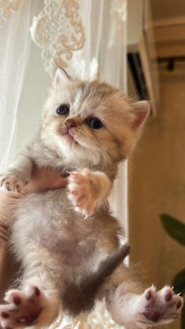 İtlər: Şotland yastı qulaq, Dişi, Yaxşı əllərə, Ünvandan götürmə — 2