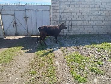 3 toyuq 3 gune 3 yumurta: Yetiy boğaz heyvanlardır - ana baladilar,biri birinci qarına — 2