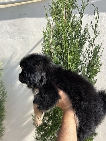 i̇sm: Pekines, 2 ay, Dişi, Peyvəndli — 7