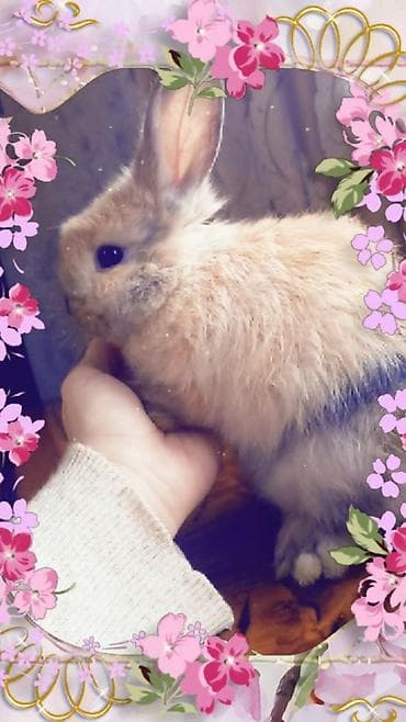 Ослы: Sevimli dekorativ dovşan balası - Növ: Ev dekorativ dovşanı (miniatür — 3