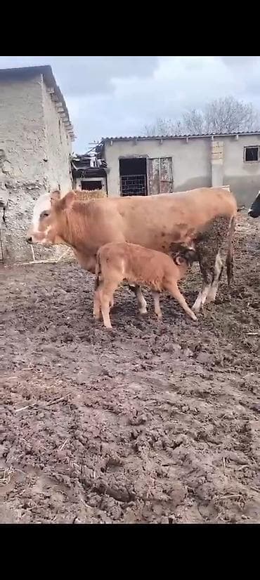 balali inək: 1 ci balasidi 10 südü var bala disidi 3800 azn — 8