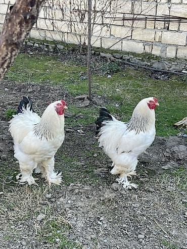 quzu satışı: Toyuq, Brama, Damazlıq, Ödənişli çatdırılma — 2