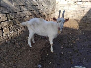 balasına sud verməyən qoyuna nə deyirlər: Erkək, il: 1, Damazlıq — 2