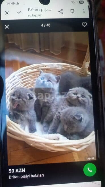 pişik sortları: Şotland yastı qulaq — 7