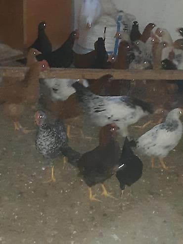 kənd cücəsi: Toyuq cücələri, Ətlik — 7