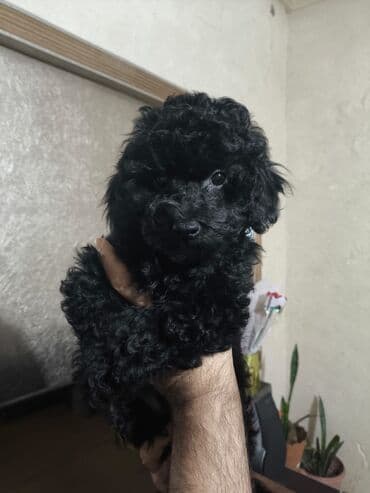 той пудель цена: Pudel — 7