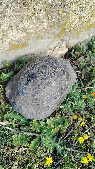 qurbağa şəkilləri: Quru tısbağa Evcil tısbağa belə at kimi gedir - Növ: quru/səhra — 3