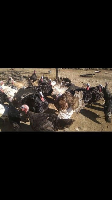 İtlər: Hinduşkalar satılır. 13Xoruz, 13Fərə. Tam təbii yetişən quşlardır — 2