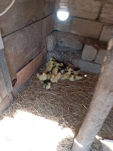 ordey satisi: Satılır lal ördək balaları.10 denesi kom satilir bir 5 manata — 2