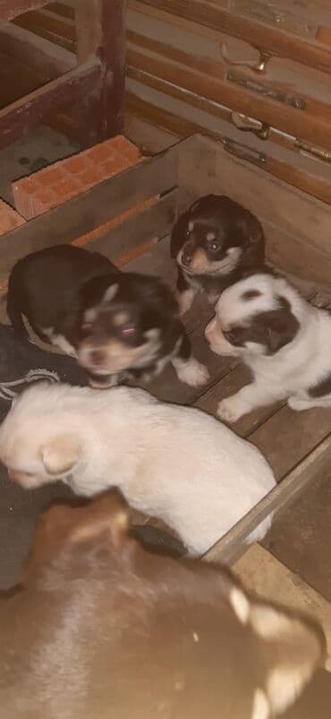 it aliram: Peyvəndli — 1